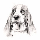 'Monty' the Bassett Hound