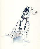 'Ricky' the Dalmation