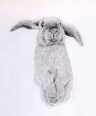 'Florrie' the Lop-Eared Rabbit