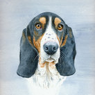 'Ida' the Bassett Hound