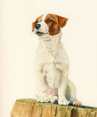 'Maddy' the Jack Russell Terrier