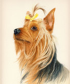 'Chase' the Yorkshire Terrier