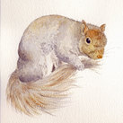 Grey Squirrel, Grooming