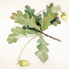 'Oak Leaves' Study