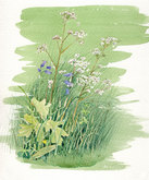 'Wild Flowers' Study