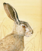 March Hare