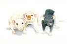 'The Terrible Trio' (Pet Rats)