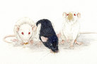 'Connie, Wiskers & Fleur' (Pet Rats)