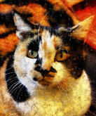 'Lilly' the Calico Cat