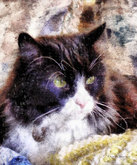 'Queenie' the Longhair Piebald Cat