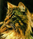 'Sally' the Long Haired Tabby Cat