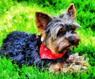 'Bandit' the Yorkie