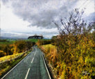 Distant Copse