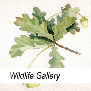 Wildlife Gallery